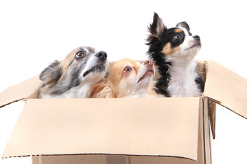 three chihuahua in the paper box