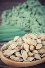 Vintage photo, Closeup of barley grain on spoon and young powder barley in background, body detox