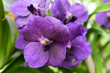 Obraz premium デンファレ デンドロビウム シンビジウム 蘭