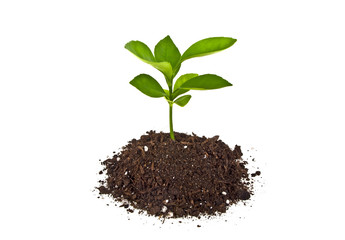 Young plant with humus isolated on white background