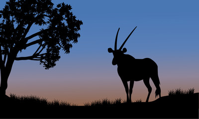 Single antelope of silhouette in park