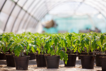 Tomatoes growing in a greenhouse