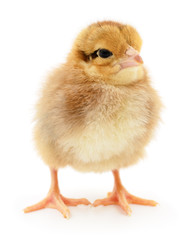 Fototapeta premium Small yellow chicken.