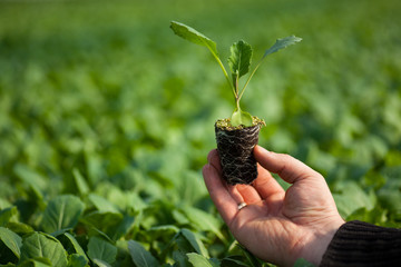 Human hands holding young plant with soil over blurred nature background. Ecology World Environment Day CSR Seedling Go Green Eco Friendly 