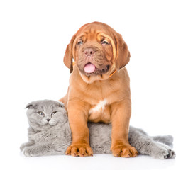 Bordeaux puppy dog with gray cat. isolated on white background