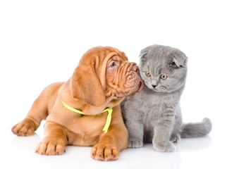 Bordeaux puppy kisses cat. isolated on white background