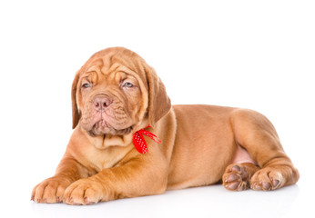 Portrait of lying  Bordeaux puppy dog. isolated on white backgro