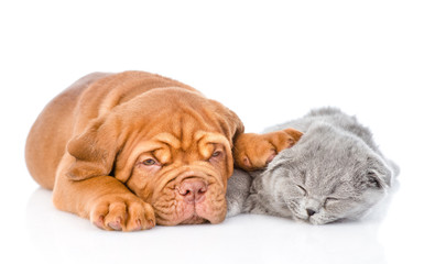 Bordeaux puppy sleep with scottish cat. isolated on white backgr