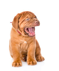 Yawning  Bordeaux puppy. isolated on white background