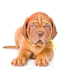 Closeup Bordeaux puppy dog lying in front. isolated on white bac