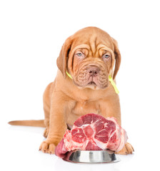 Bordeaux puppy dog with a piece of raw meat. isolated on white b