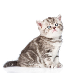 Tabby kitten looking up. isolated on white background