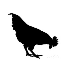 Vector image of an chicken on a white background.
