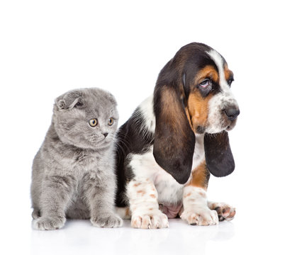 Gray kitten sitting with basset hound puppy. isolated on white b