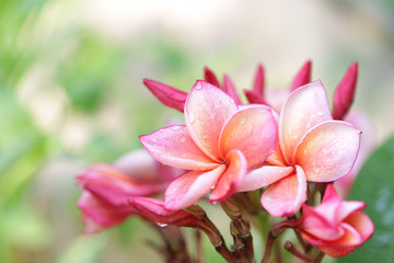 Frangipani flower 