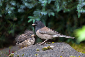 Dark-Eyed Junco Mother and Baby Chick