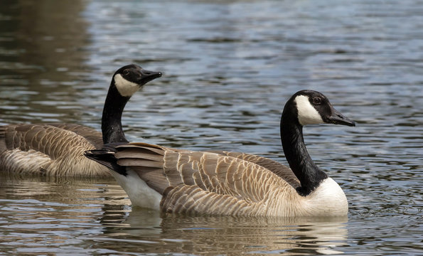 Canada Geese Pair Swimming in Lake