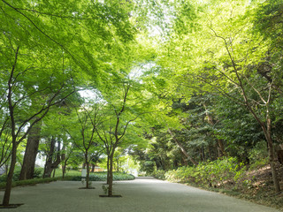 新緑の遊歩道
