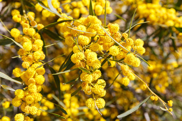 Bright flowers of mimosa