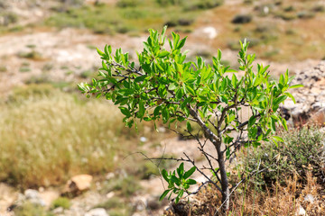 Beautiful small tree growing in the grass