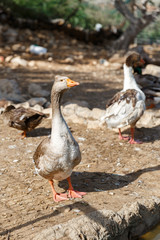 Big gray goose in a flock