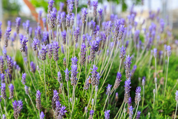 Fototapeta premium Lavandula dentata
