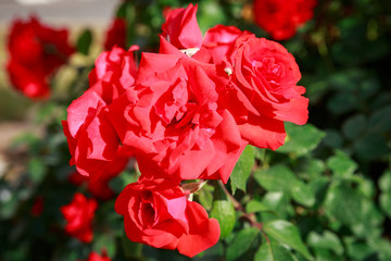 Some bright red ripe roses