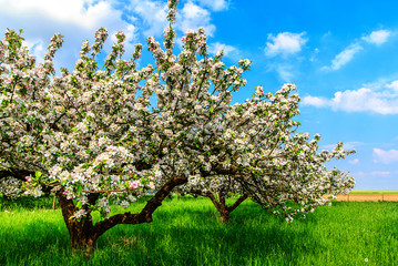 Two wonderful blooming apple trees on a green meadow in spring