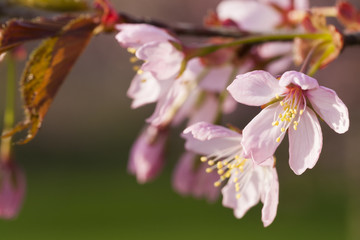 Cherry tree blossom in Helsinki