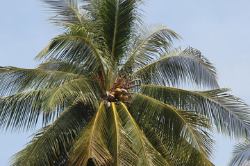 Obraz premium palm tree with coconuts