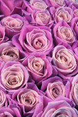 Rose flowers background