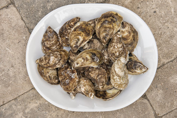 fresh oysters