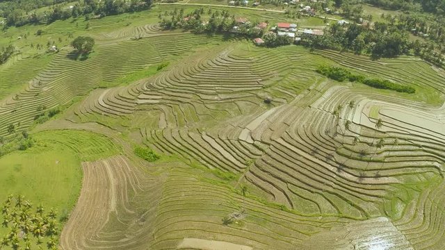 Rice Field Terrace Aerial Shot. Philippines.