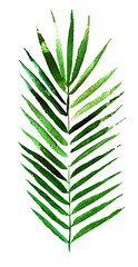 Obraz premium watercolor sketch palm tree branch on a white background