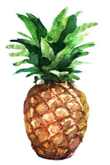 watercolor sketch pineapple on a white background