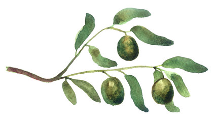 watercolor sketch: olive branch on a white background