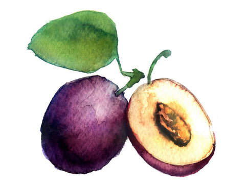 watercolor plum on a white background