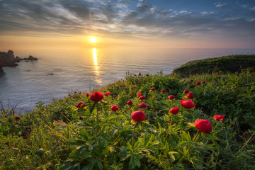 Seascape with peonies.
Magnificent sunrise view with beautiful wild peonies on the beach near Kavarna, Bulgaria.