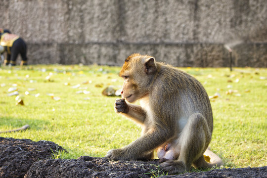 Wild marmoset monket eating and thinking, side view, Lopburi, Thailand
