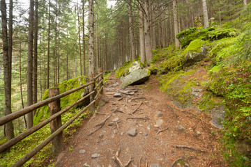 inside a typical forest of the Italian Alps a path brings you long the forest