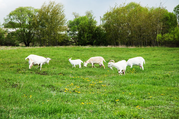 Fototapeta premium Goats are grazed in a meadow