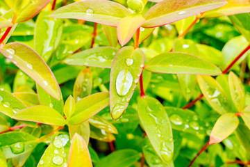 雨上がりの水滴
