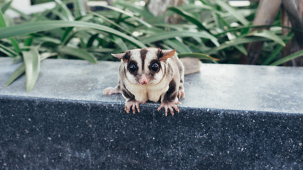 Sugar glider outdoor.