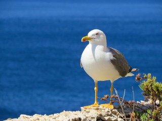 seagull