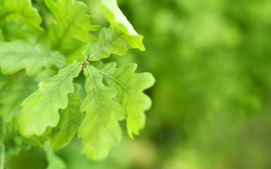 Fresh green leaves with copy space. Green oak leaves in the sun with selective focus and defocused background. Nature background in spring. 