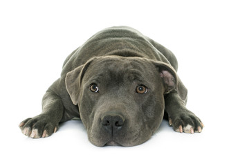 staffordshire bull terrier