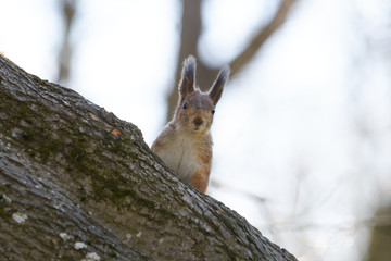 Naklejka na ściany i meble Pretty red squirrel on a tree trunk.