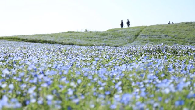 Nemophila Flower Field and couples -  Low-key 
- Baby Blue Eyes, fields, environment, couples, flower garden
