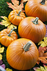 view of halloween pumpkins arranged with autumn leaves.