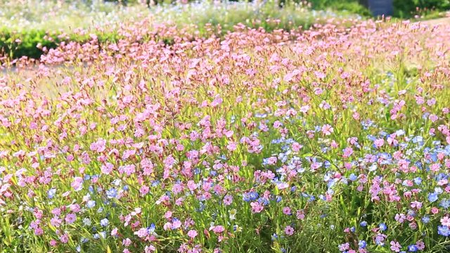 Nemophila Flower Fields dancing in wind
- Pink and blue pretty flowers dancing in the wind - Fukuoka, Japan